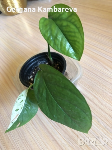 Epipremnum pinnatum Marble , снимка 2 - Стайни растения - 51654395