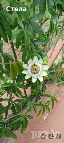 комплект цветя 10 евро , снимка 5 - Стайни растения - 53144264