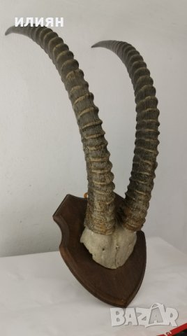 Уникален трофей  рога   антилопа Сейбъл. 