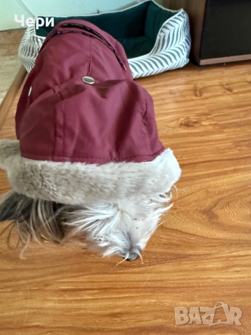 Дрешка за дребна порода куче, снимка 6 - За кучета - 53074191