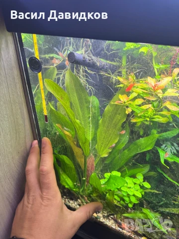 Растения надводни и водни , снимка 7 - Оборудване за аквариуми - 50672676