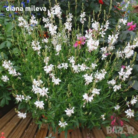 Гаура, студоустойчива, Gaura lindheimeri Emmeline White, снимка 4 - Градински цветя и растения - 40773920