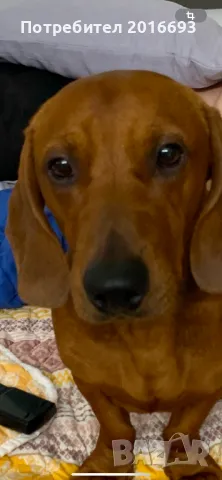 Мъжки дакел Майк си търси женски дакел за разплод., снимка 3 - Дакели - 48446225