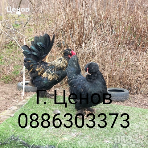 Чифтове струмски бантам, снимка 7 - други­ - 49315454