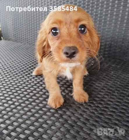 Шпаньол момиче , снимка 2 - Кавалер кинг чарлз шпаньол - 53061405