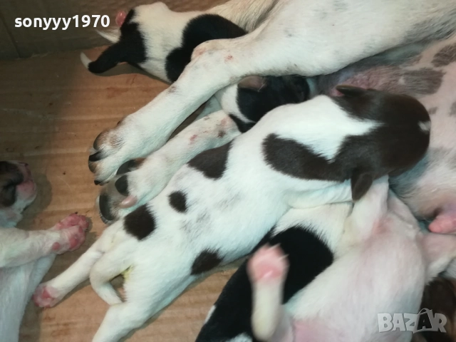 Джак Ръсел териер (Jack Russell Terrier) 2408250735, снимка 8 - Джак ръсел териер - 51469592