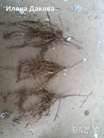 АСПЕРЖИ–разсад,коренчета, снимка 2 - Разсади - 53488004