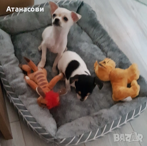 МИНИ ЧИХУА, снимка 4 - Чихуахуа - 52900063