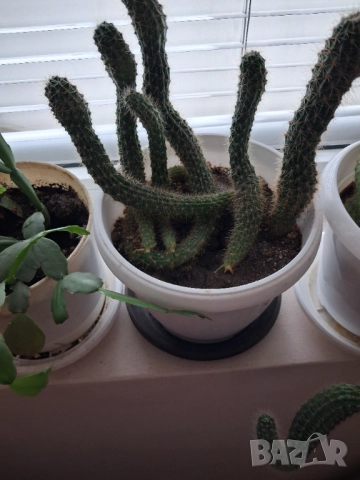 Кактус - две саксии, снимка 3 - Стайни растения - 52295804