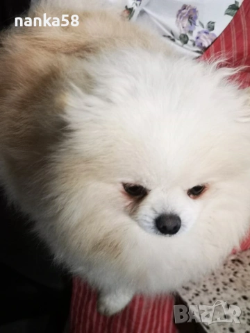 Продавам померанка, снимка 2 - Померан - 53200854