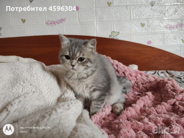 Британски котенца , снимка 8 - Британска късокосместа - 52506056