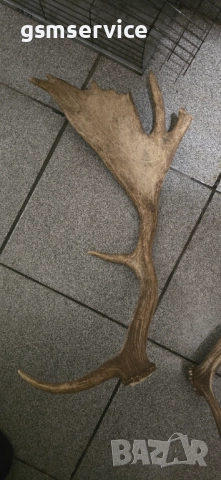 Рога от елен лопатар (Dama dama)., снимка 4 - Декорация за дома - 52206451
