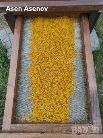 Пчелен прашец, снимка 4 - Пчелни продукти - 43517506