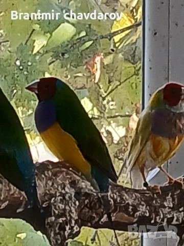 продавам амадини и диамантени гогутки, снимка 15 - Амадини - 52243041