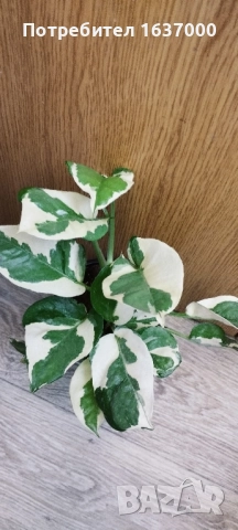 Епипремнум N'joy , снимка 1