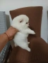 Mini Pomeran , снимка 2