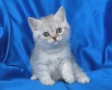 Британски късокосмести котата, снимка 1