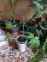 Индрише, лезетра големи растения и разсад, снимка 14