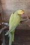 Папагал Малък Александър /женска 2г., снимка 1