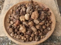 Трюфел(Tuber Borchi) 12 euro, снимка 1