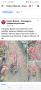 Йоща, касис, японска мушмула,Дафинов лист, маргарита кареопсис, снимка 1 - Градински цветя и растения - 41438205