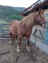 5годишна кобила , снимка 1 - Коне - 43856862