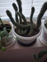 Кактус - две саксии, снимка 3