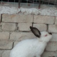 Зайци и заешко месо, снимка 9 - Други животни - 26212785