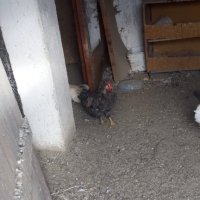 Продавам млади петли, снимка 8 - Кокошки и пуйки - 43003394