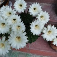 Цъфтящ кактус Ехинопсис (Echinopsis eyriesii) различни големини, снимка 4 - Градински цветя и растения - 21695497