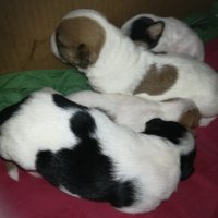 ПРОДАВАМ jack russell terrier 2305210838, снимка 12 - Джак ръсел териер - 32265047