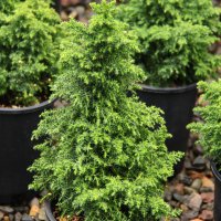 Cryptomeria japonica Jindai (Криптометия Джиндай), снимка 1 - Градински цветя и растения - 43759037