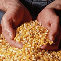 продавам зърно (пшеница,царевица,ечемик и слънчоглед), снимка 1 - За селскостопански - 28388881