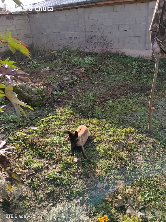 Prodavam belgiska ovcarka na 5  meseca, снимка 1