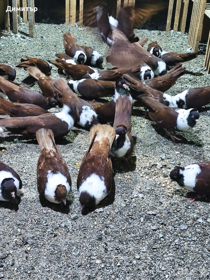 10 чифта Чирпански гълъби , снимка 1