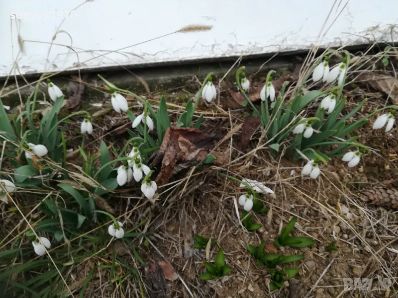 КОКИЧЕТА 2025 В САКСИЯ С ЛУКОВИЦИ 1502251716, снимка 1