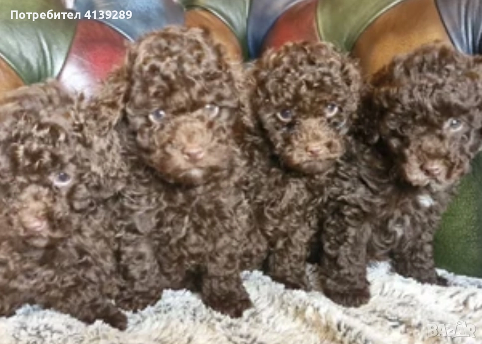 Пудел мини , снимка 1