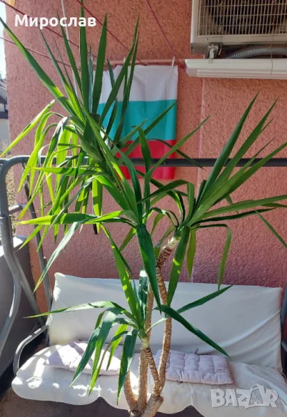 Палма Юка, снимка 1