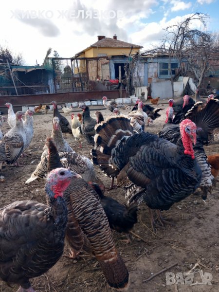 ПРОДАВАМ ДОМАШНИ ПУЙКИ И ЯЙЦА, снимка 1