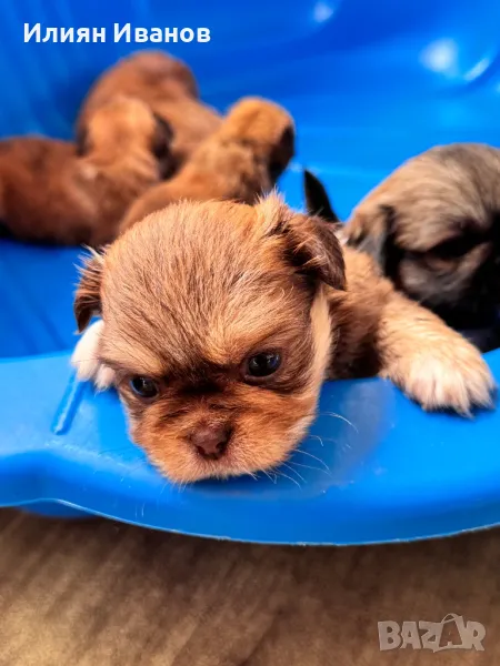 Мъжки пекинезчета, снимка 1