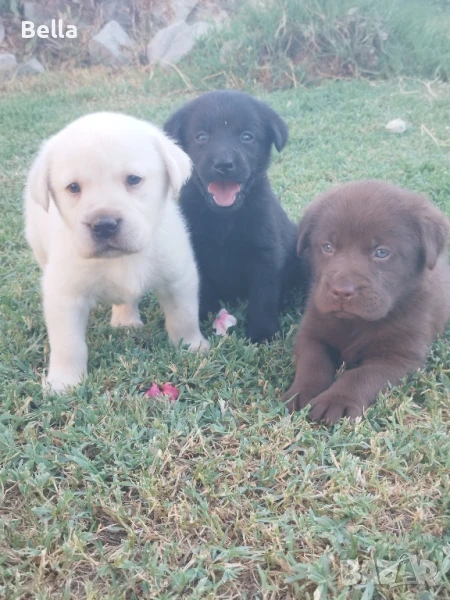 Лабрадор ретривър , снимка 1