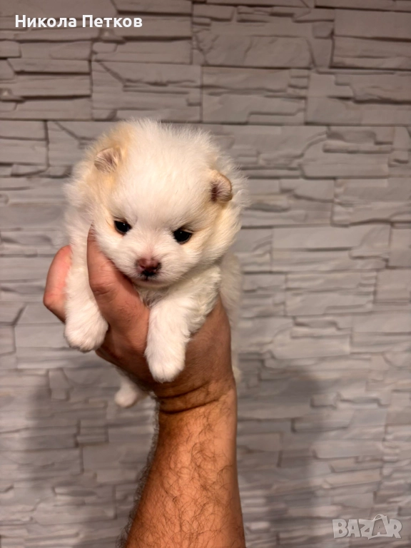 Померан , снимка 1