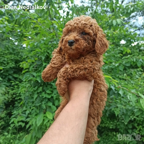 Той пуделчета родословие , снимка 1