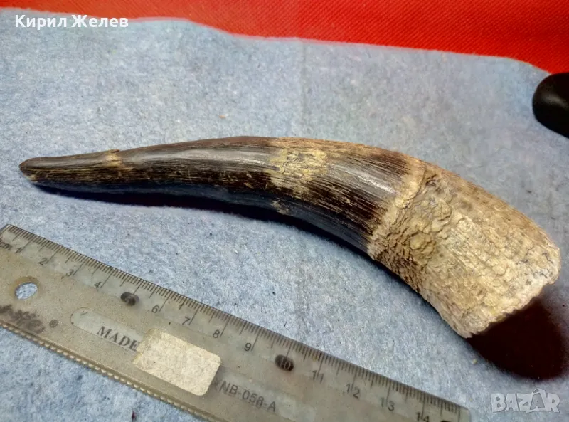 Стар БИВОЛСКИ ГОВЕЖДИ РОГ За ТЕМАТИЧНА УКРАСА КОЛЕКЦИЯ ДОМАШНА ДЕКОРАЦИЯ 47830, снимка 1