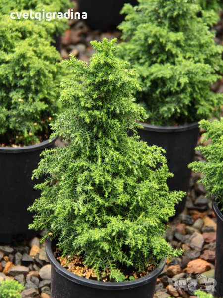 Cryptomeria japonica Jindai (Криптометия Джиндай), снимка 1