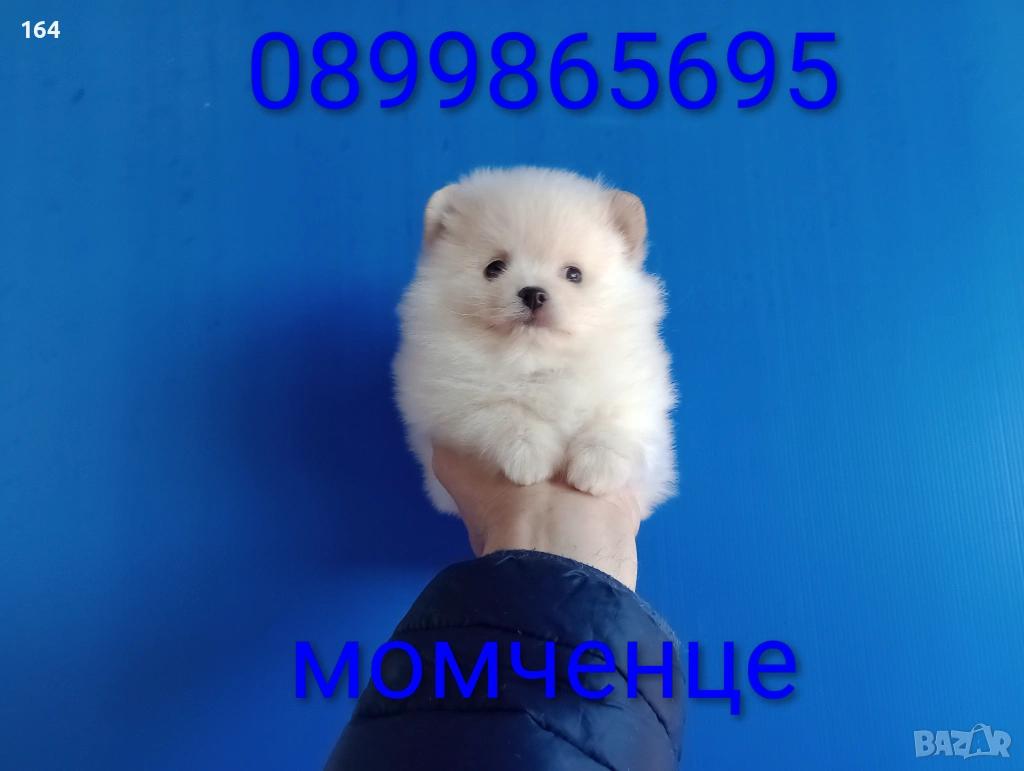 Померан. Мъжко Померанче. Реални снимки от 12.01.26 г., снимка 1