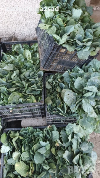 Разсад зеле , снимка 1