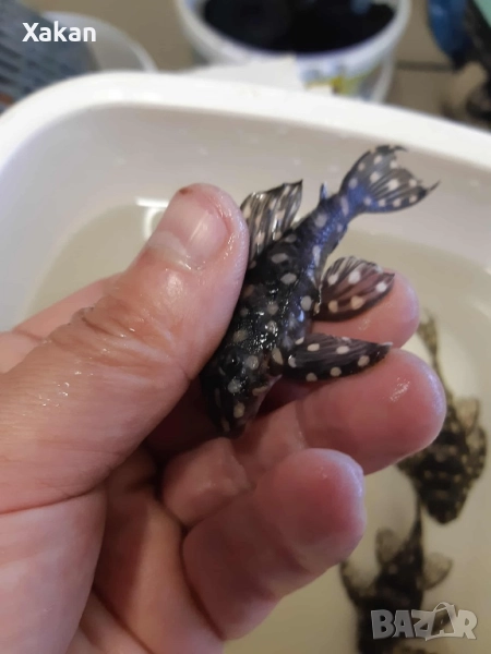 L471 Hypancistrus sp. - чифт, снимка 1