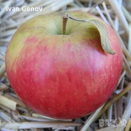 Ябълки за сокове, оцет и ракия , снимка 1