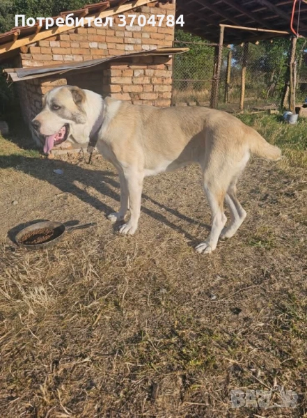 Продавам Сао алабай , снимка 1